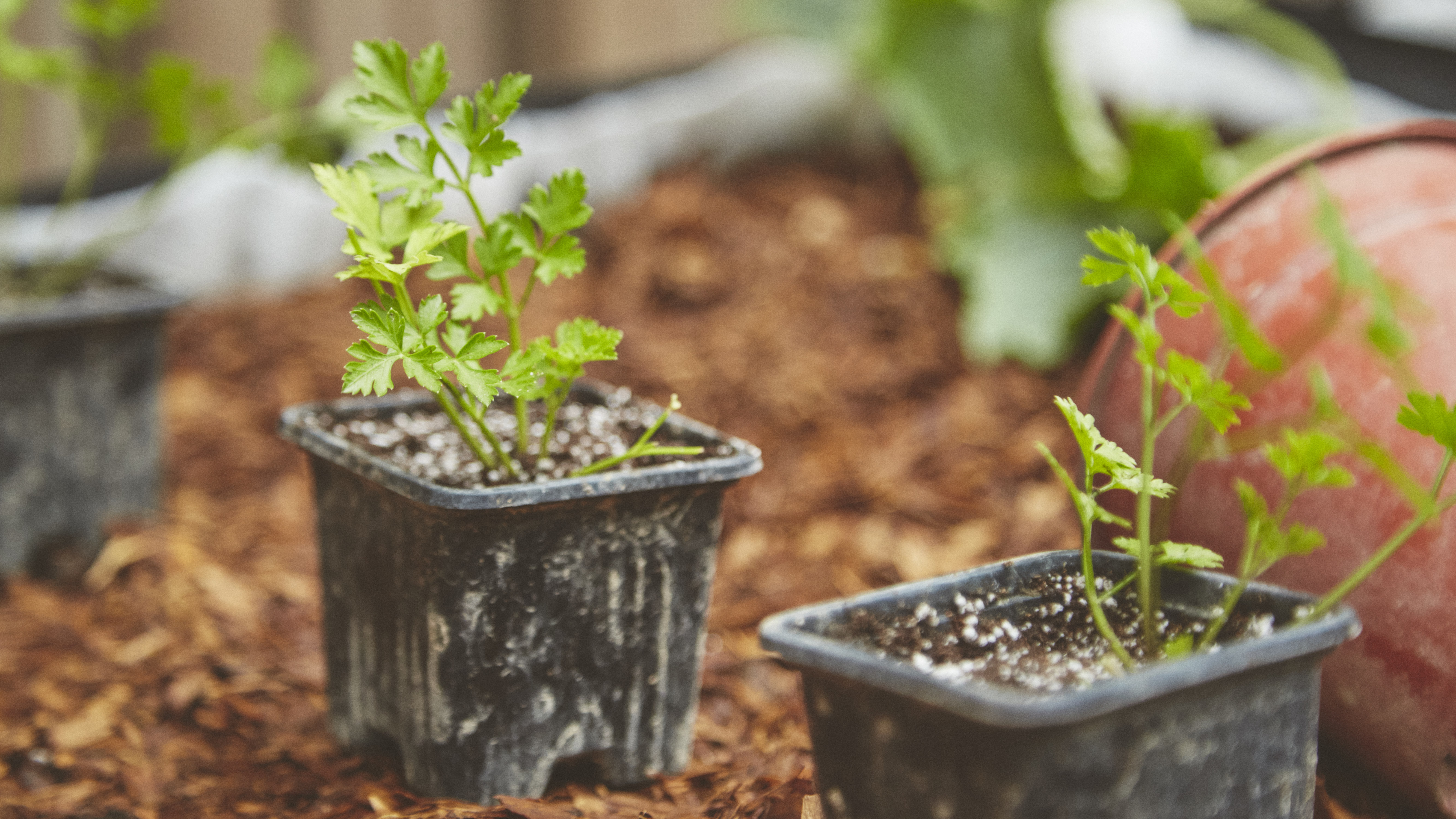 Learn how to grow and take care of your own plants at the Garage Greens garden