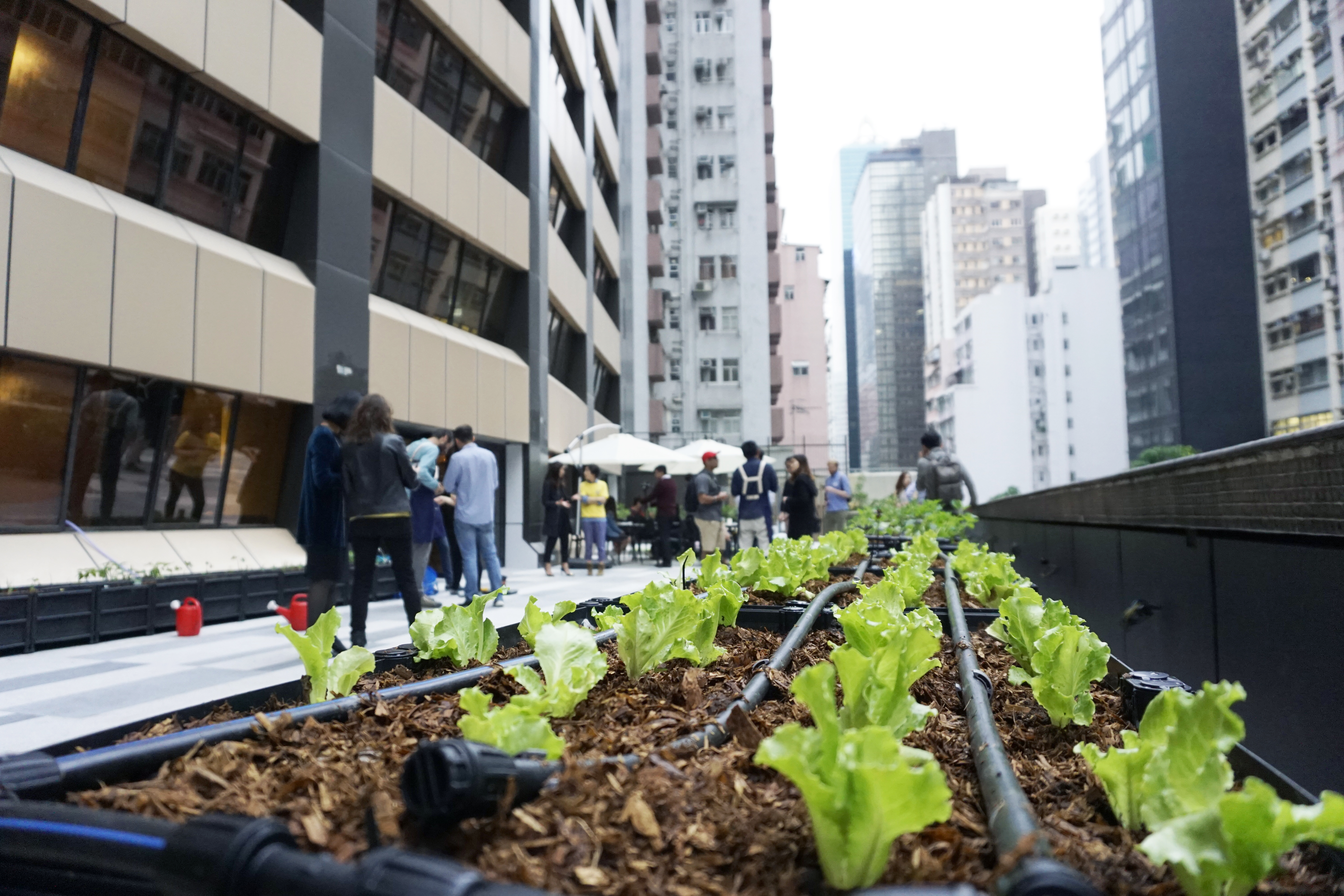 Participants can grow their own seasonal plants at the garden in Wan Chai
