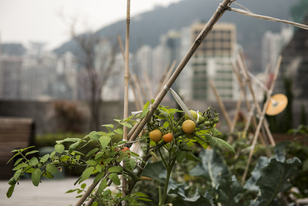 A rooftop garden will soon follow to provide Amber with fresh and sustainable ingredients
