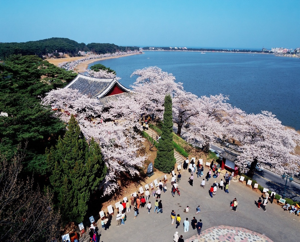 The Cherry Blossom Festival takes place every April in the Gangwon-do Province on the shores of the picturesque Gyeongpoho Lake  