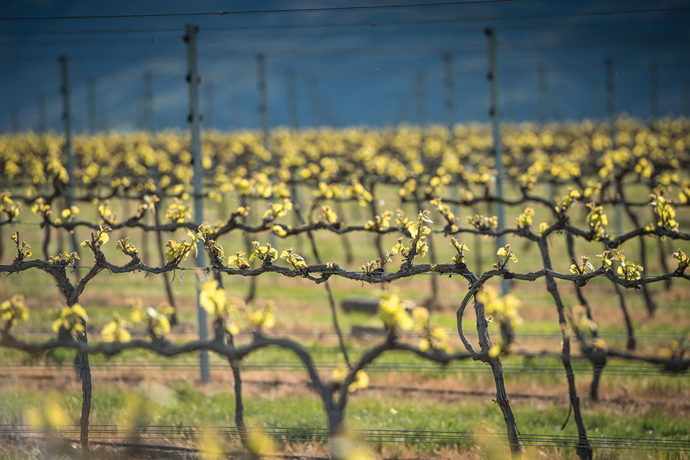 Views of the vineyard in New Zealand (Credit: Kate Barnett)