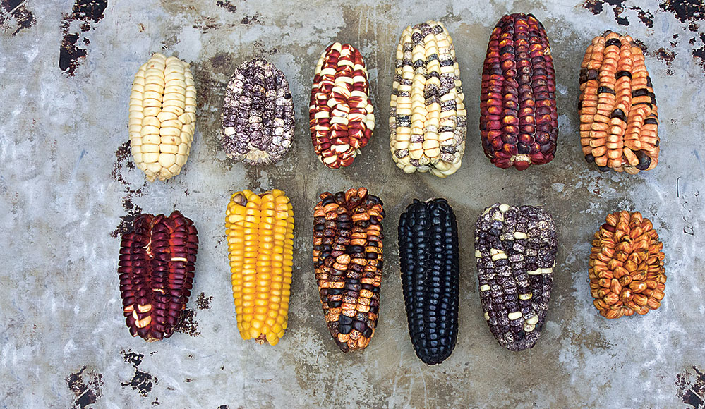 Diversidad de Maiz (maize)