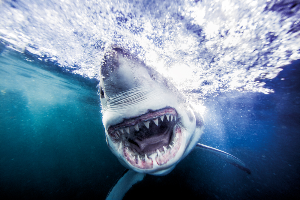 Dramatic images conceal the reality about sharks: “they want the fish” (Credit: Michael Muller)