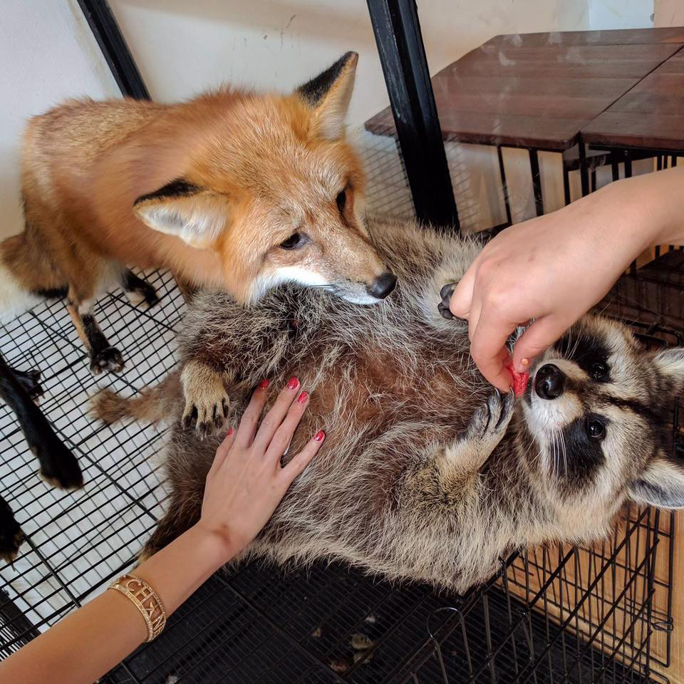 A belly rub at Little Zoo Café (photo c/o Little Zoo)