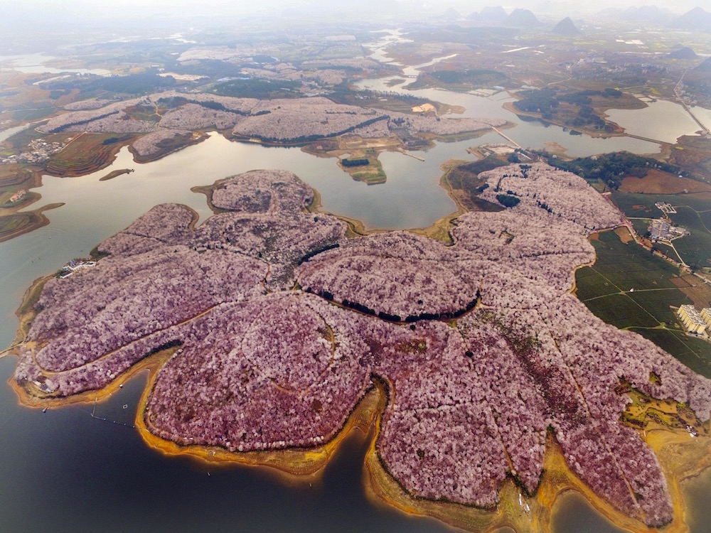Thanks to the numerous flower farms, Guizhou turns into a Spring paradise (Photo: Getty Images)