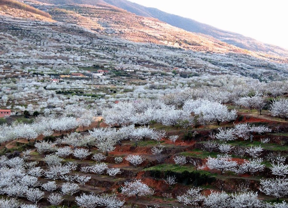 The Jerte Valley in Western Spain comes to life in spring when the entire basin is covered in blossoming cherry trees 