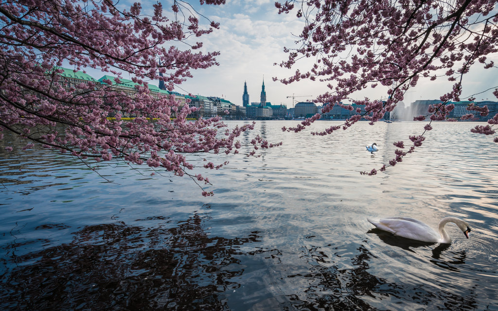 Japanese Cherry trees were planted on the shores of the Alster Lake in Hamburg to celebrate the country's culture