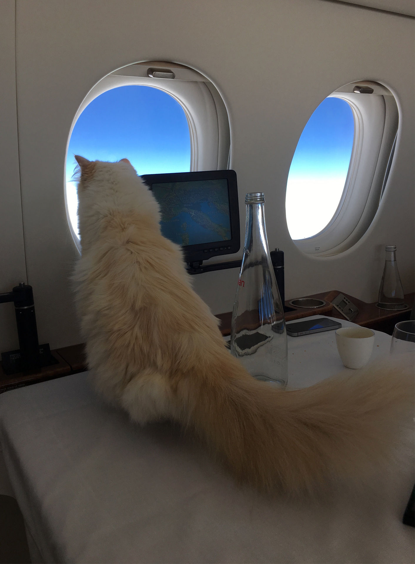 Karl Lagerfeld's Beloved Cat Choupette Celebrates Birthday on Private Jet