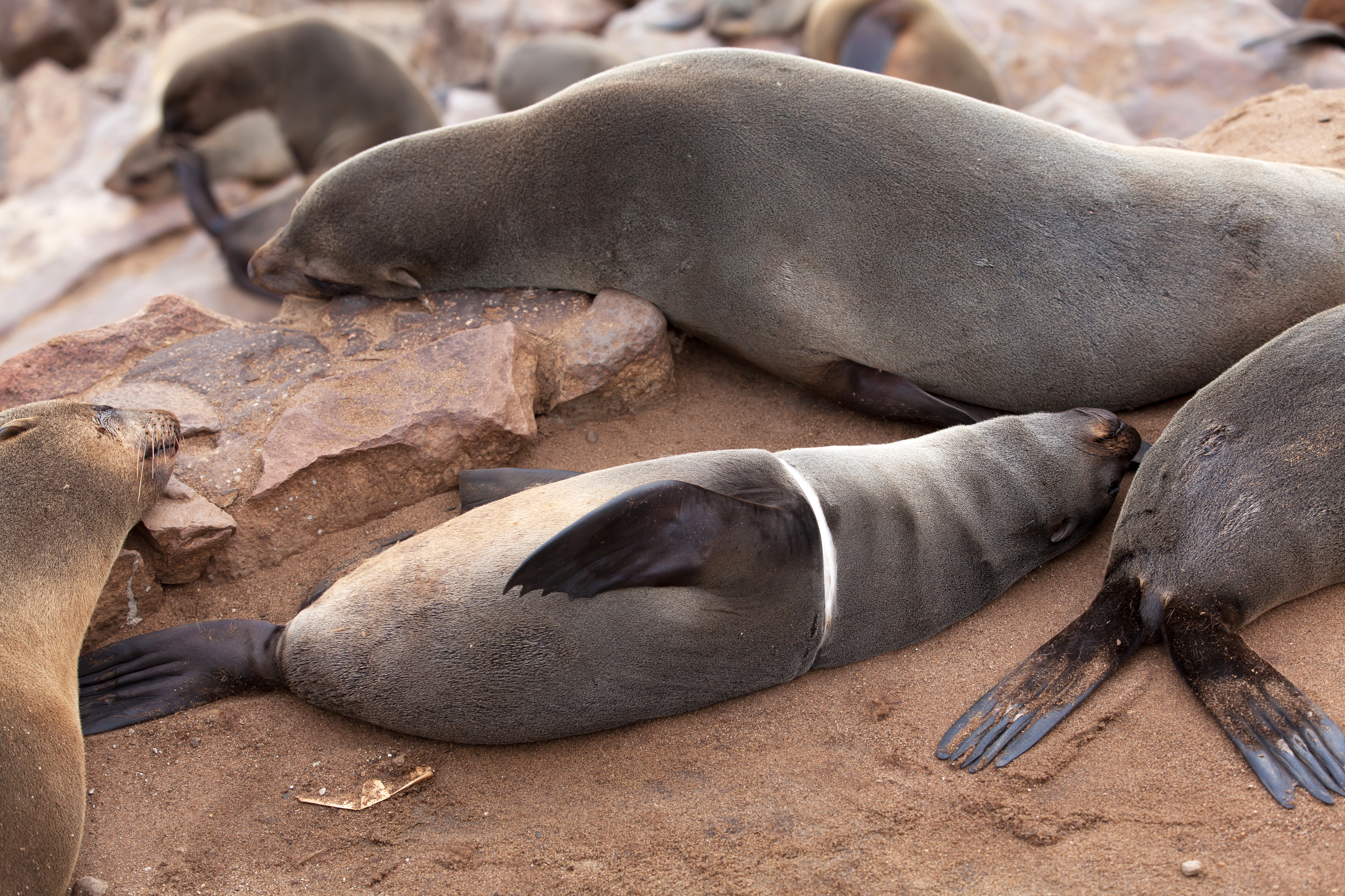 A baby cape fur seal affected by pollution (photo: courtesy of National Geographic)