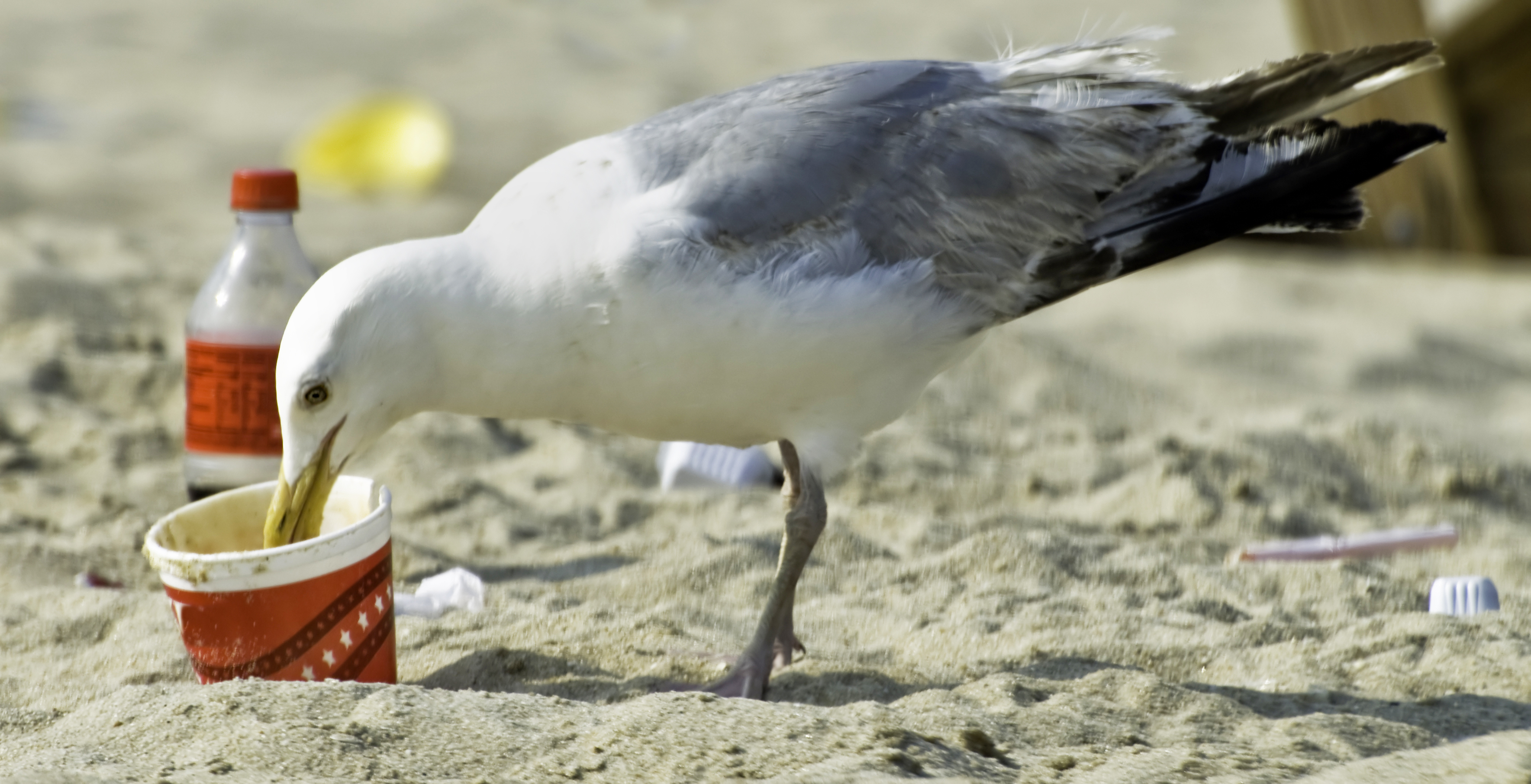 A bird eats from the rubbish piled up on a tropical beach (photo: courtesy of National Geographic)