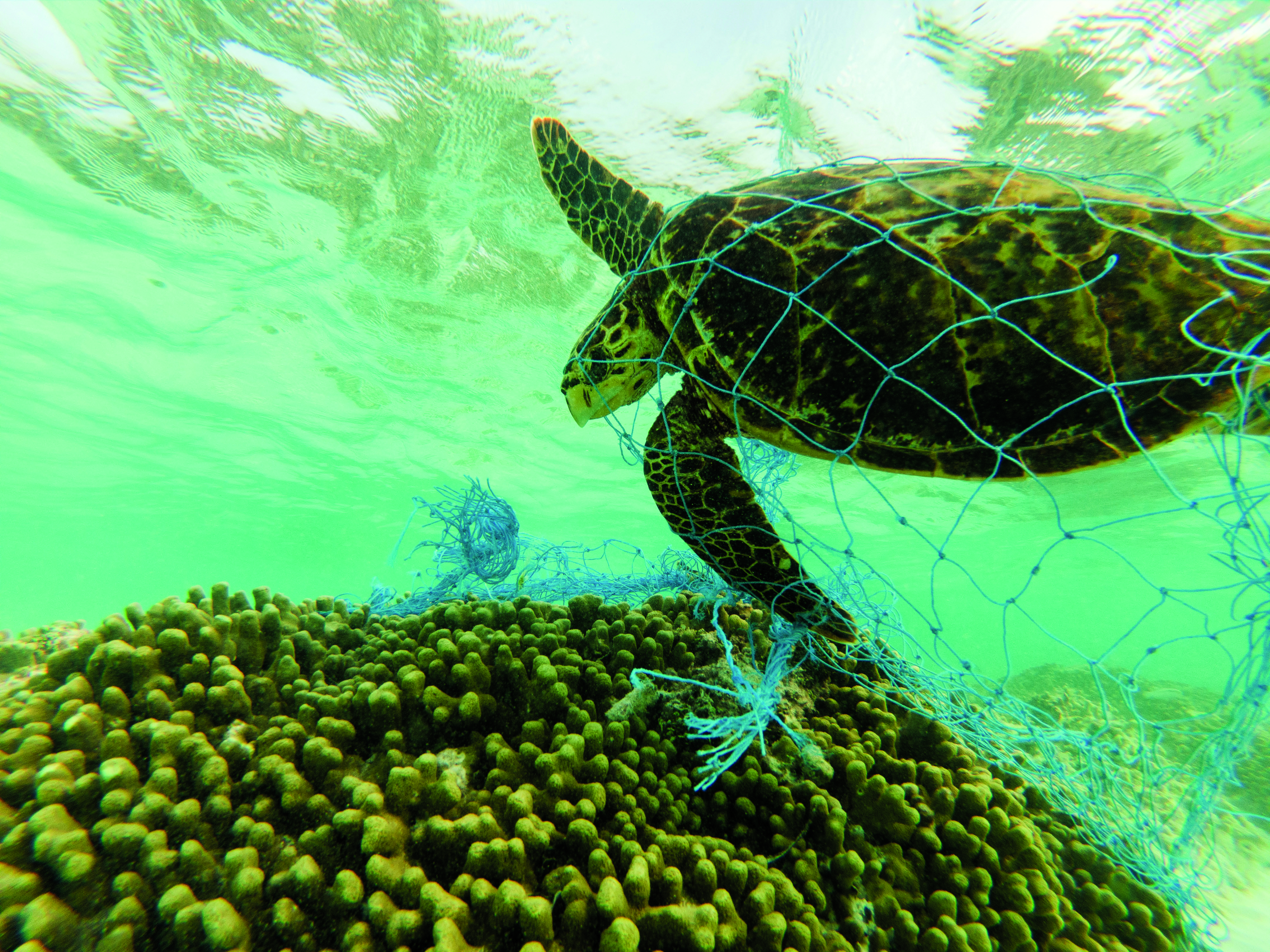 A turtle trapped in a plastic net (photo: courtesy of National Geographic)