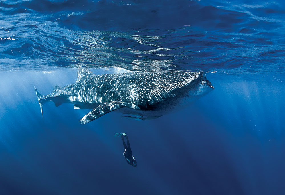 Swimming with whale sharks is on her bucket list. Photo by Getty Images