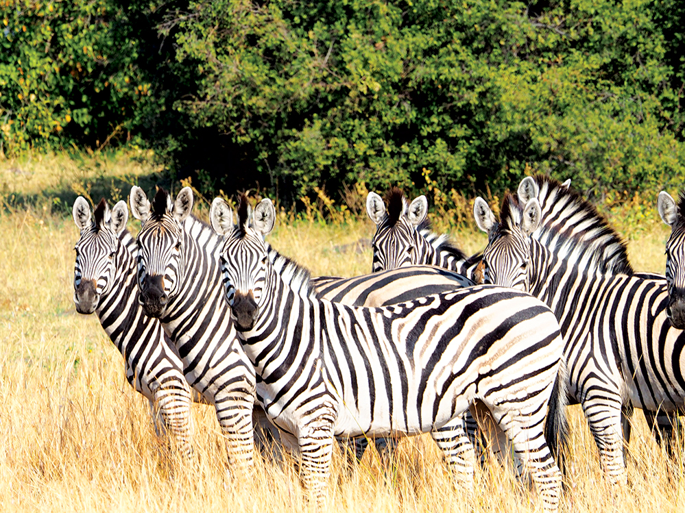 The wide range of species at Duma Tau includes zebra. Photo by Kee Foong 