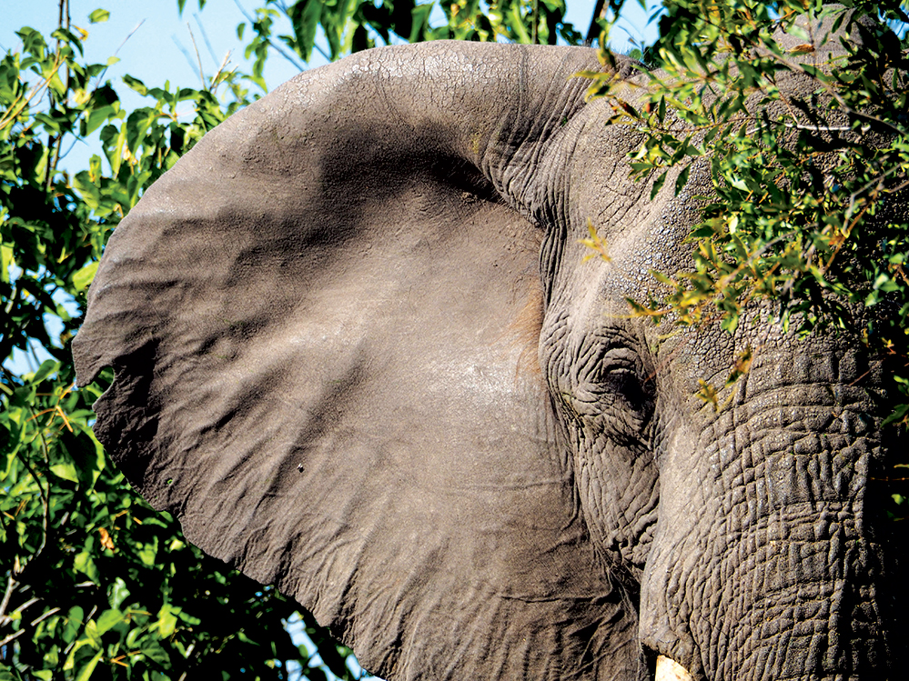 An elephant approaches the riverbank. Photo by Kee Foong 