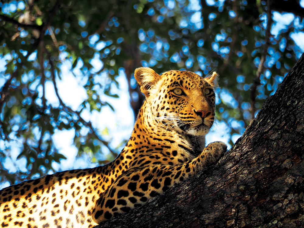 Leopard keeps watch at Vumbura Plains. Photo by Kee Foong