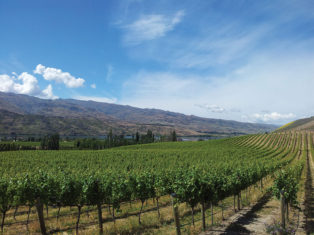 Views of the vineyard in New Zealand (Credit: Kate Barnett)