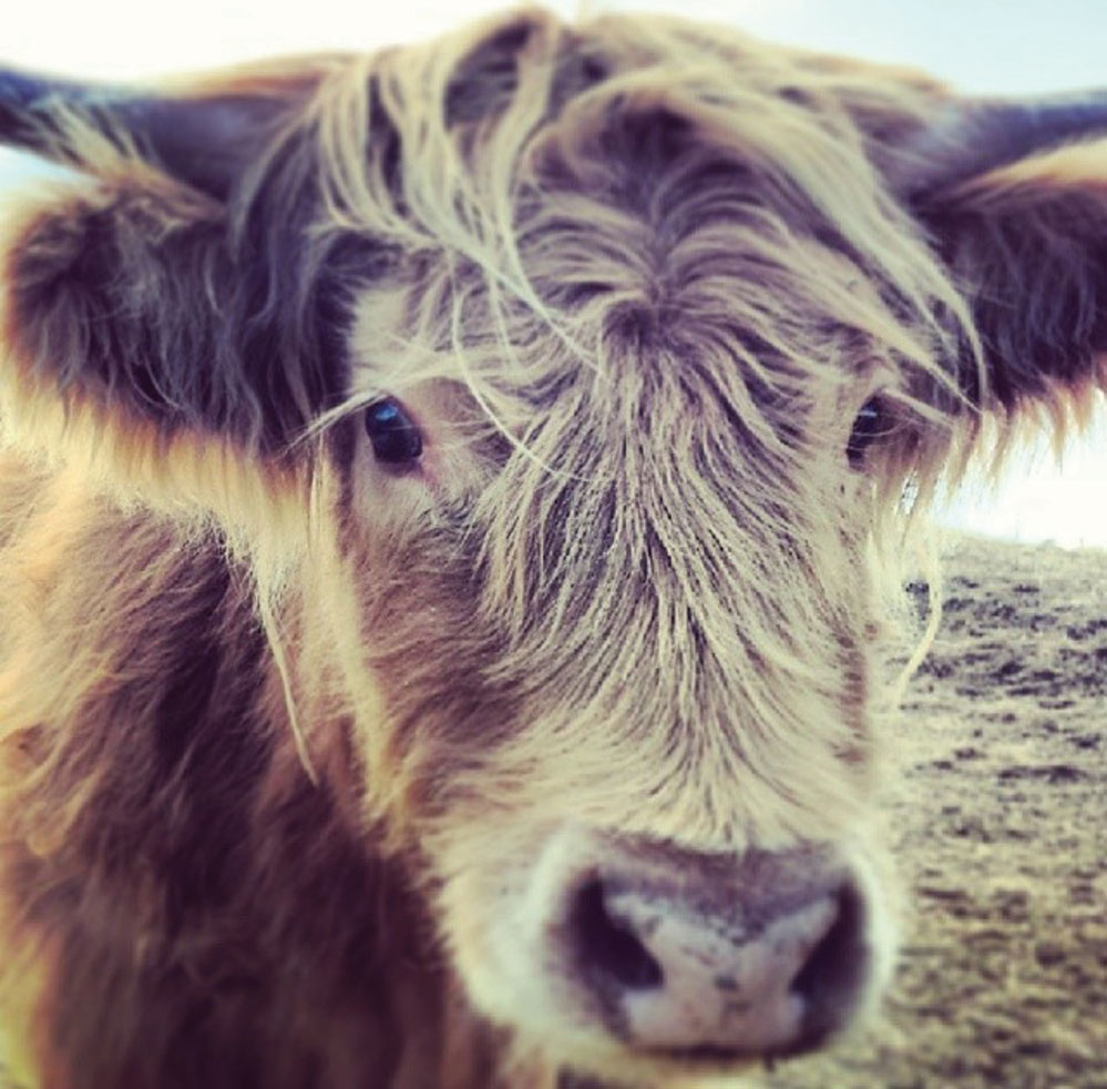 Artemis, the Highland cow (Credit: Kate Barnett)