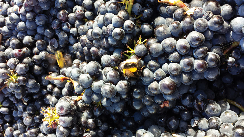 Bumblebees go bio on grapes at Les Evocelles, Burgundy (Credit: Kate Barnett)