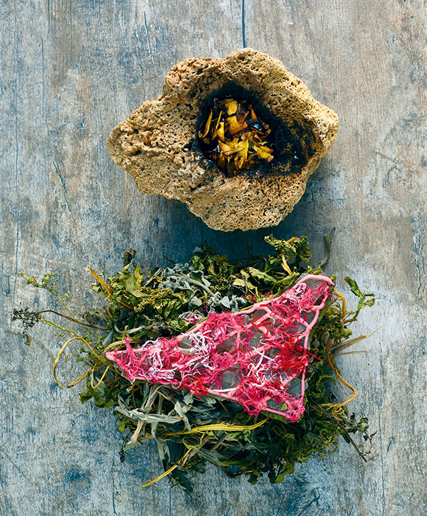 Sangre de Árbol, Blood of the Tree, which contains Amazonian snails