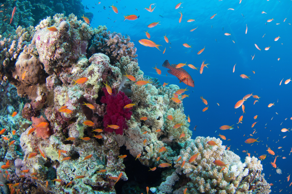 Discover uncharted waters as you take on your travel buckelist one dive at a time.