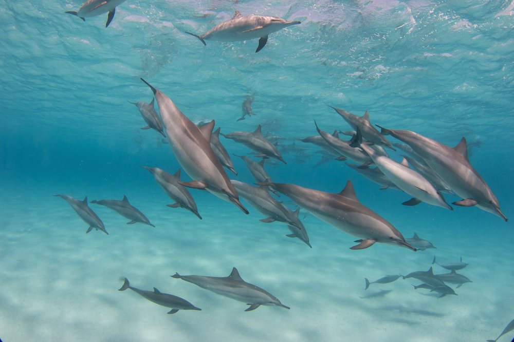 Take swimming with the dolphins to a whole new level.