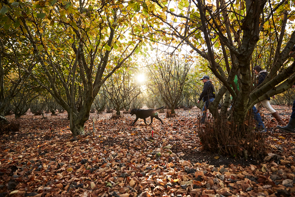 Specially trained dogs are used to hunt out the elusive truffles