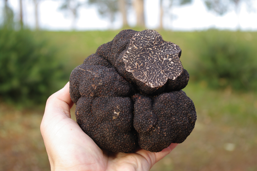 An Australian Winter Truffle from Manjimum Farm