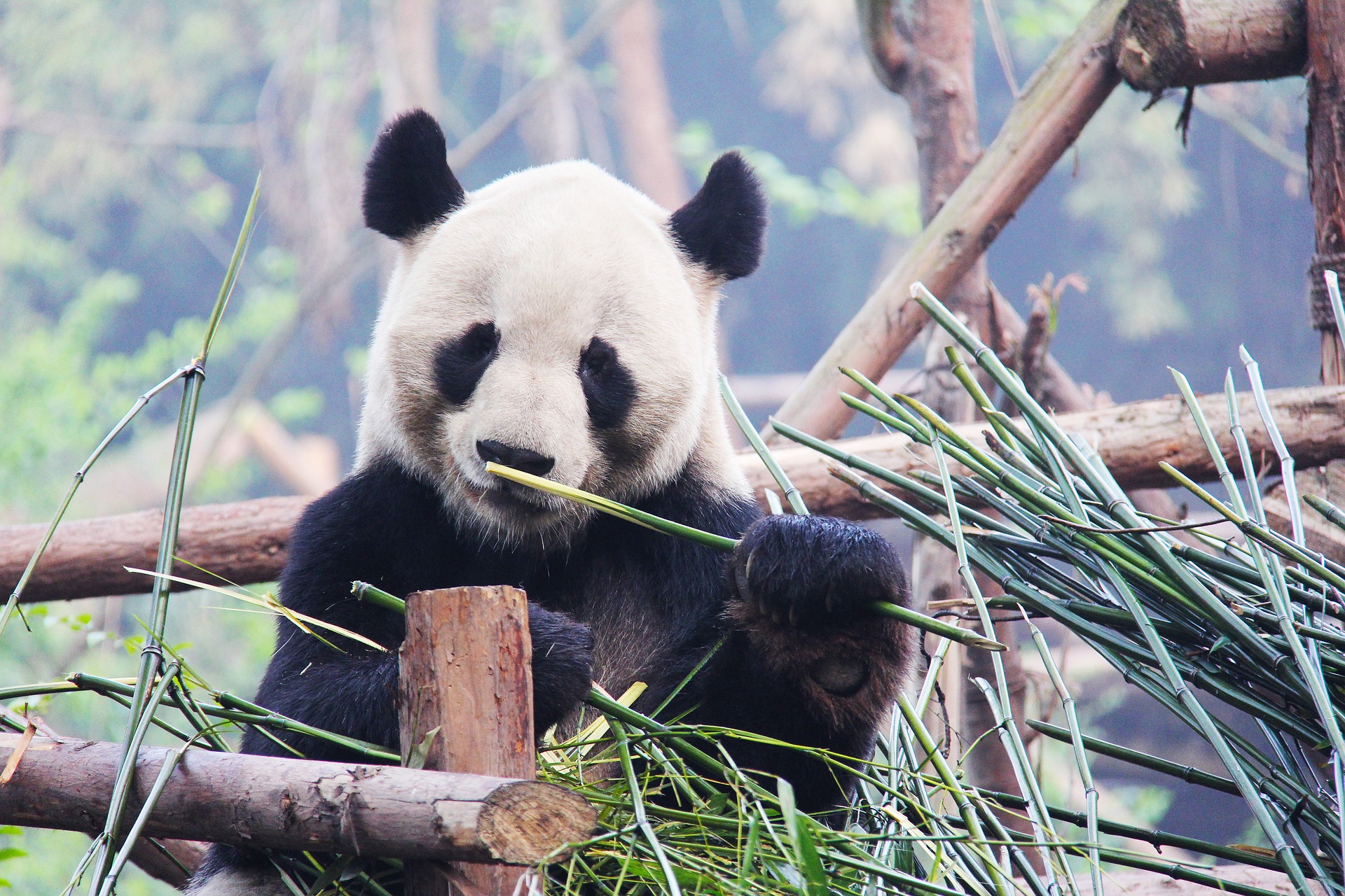 Check out the pandas in Chengdu