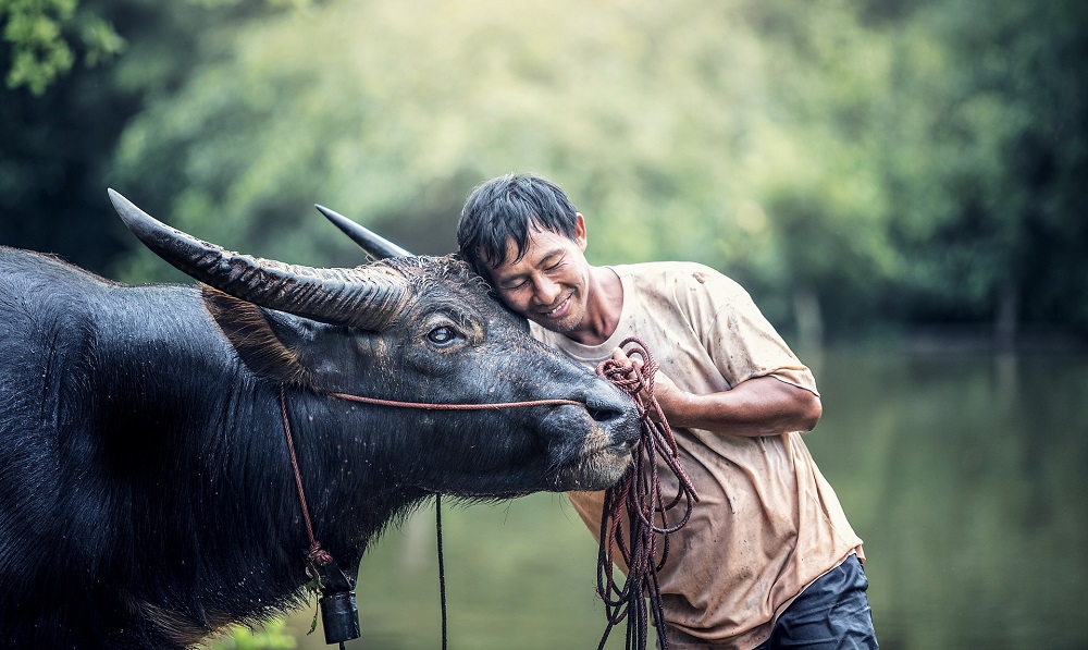 Support the local economy at the Laos Buffalo Dairy