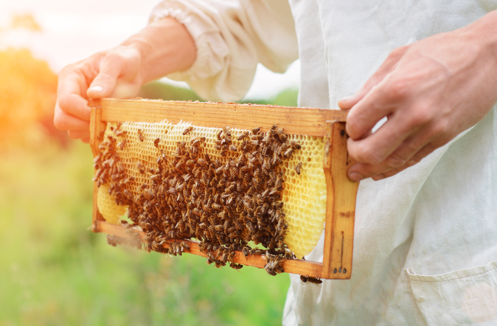 Hong Kong is home to several local bee-farms, producing fresh, delicious honey