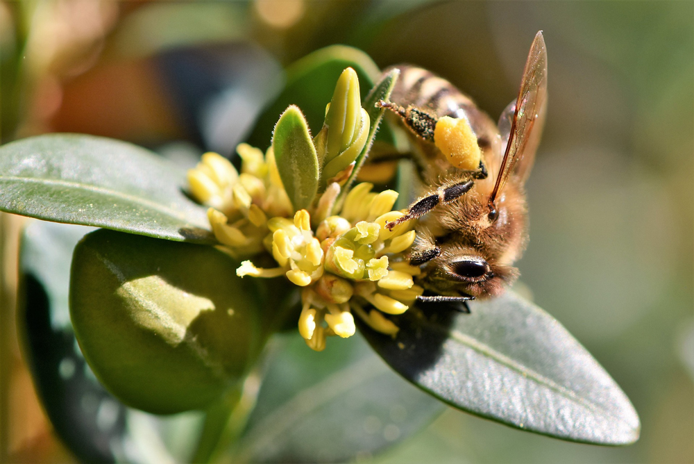 A honey bee collects pollen from a flower, which it will soon turn into honey