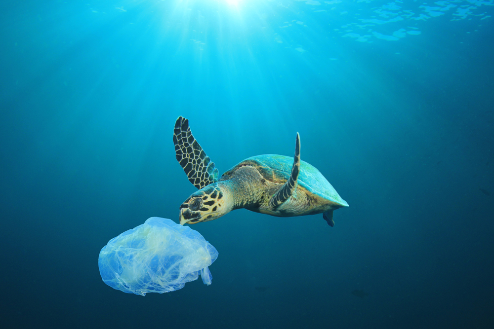 Floating plastics risk the health of endangered species, who often mistake the debris for food