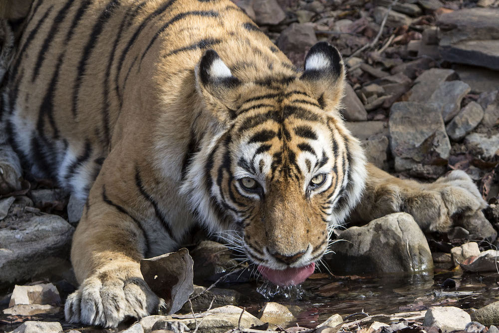 “We are now past the halfway mark of the Tx2 goal to double tiger numbers in the wild and there is much reason to believe that we are on the right track”  Michael Baltzer