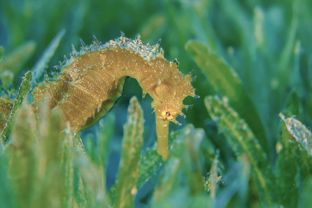 A seahorse off the coast of Dahab in the Gulf of Aqaba.