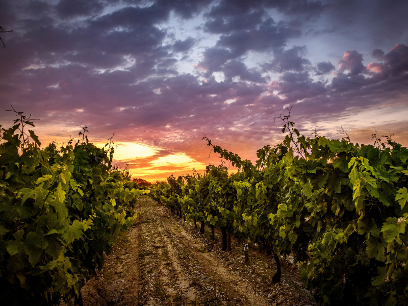 FWT 543 Cabernet Sauvignon Syrah