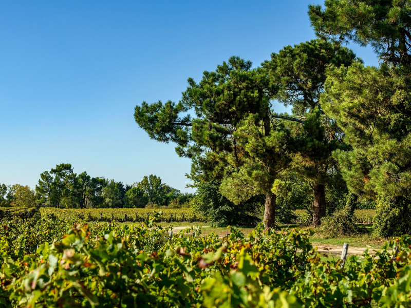 FWT 543 Cabernet Sauvignon Syrah