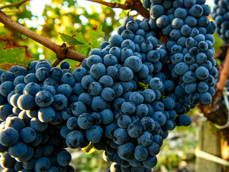 FWT 543 Cabernet Sauvignon Syrah