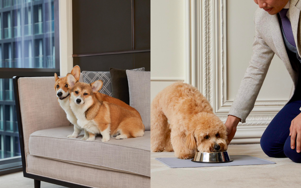 โรงแรม Pet-friendly