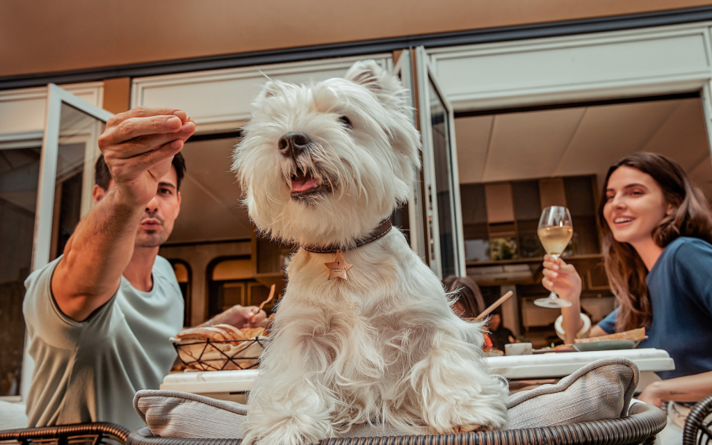 โรงแรม Pet-friendly