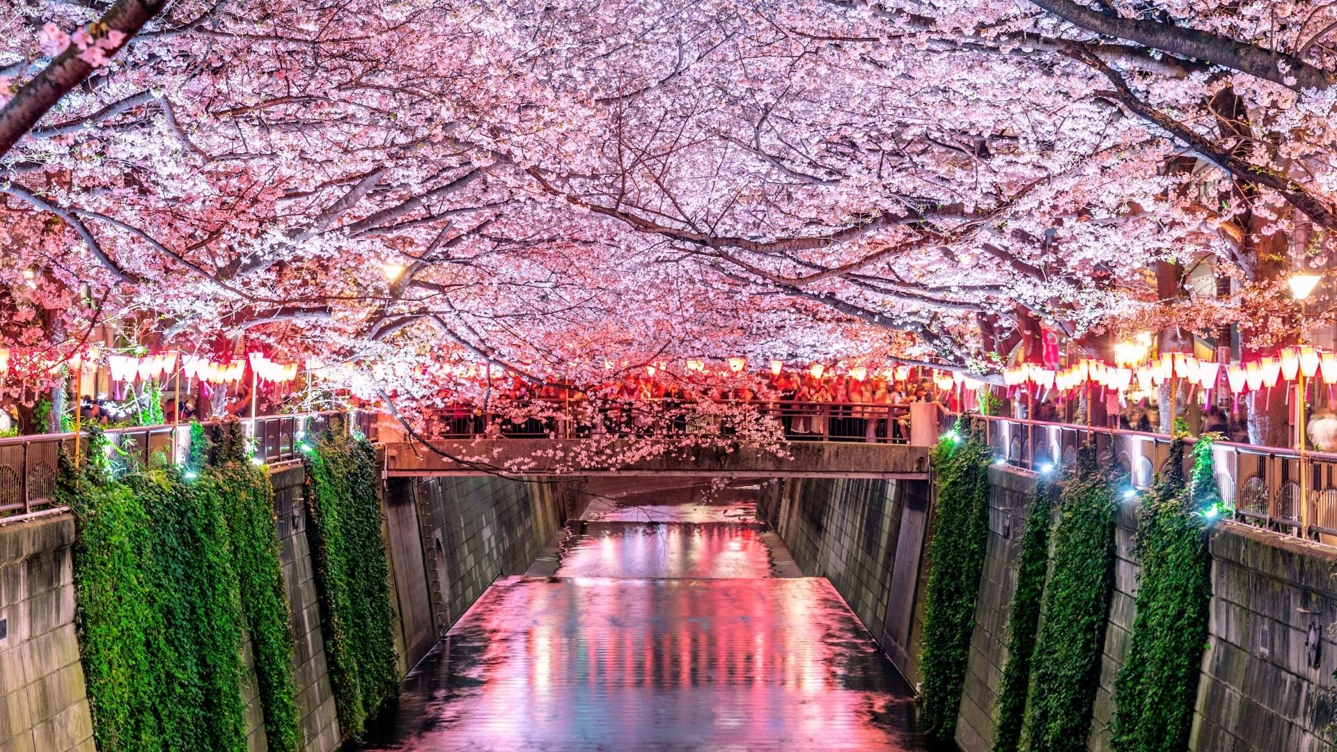 homehashtaglegendpublic_htmlthwp-contentuploads202604Sakura-spots-in-Tokyo-feature.jpg