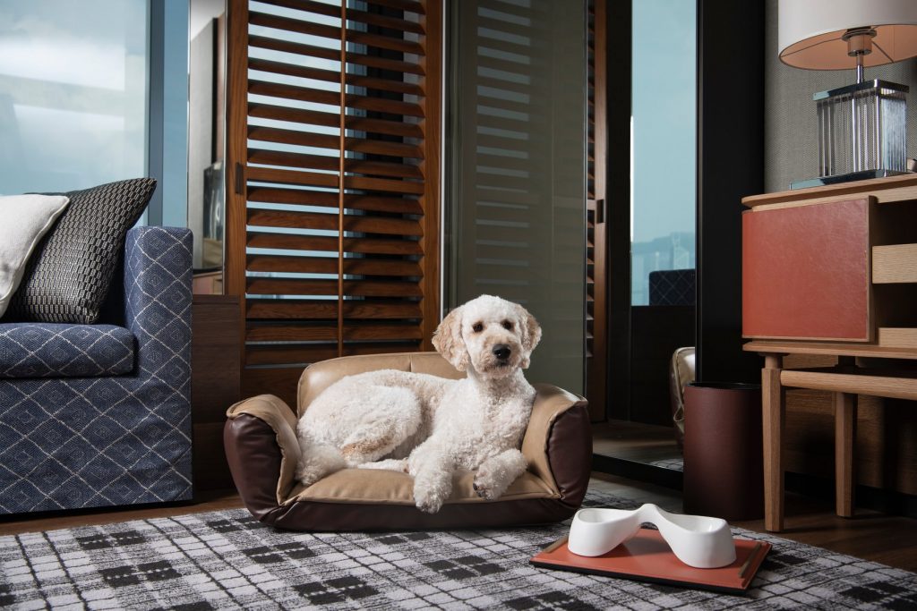 12 Best Pet-Friendly Hotels in Hong Kong for a “Paw-some” Staycation -  Klook Travel Blog