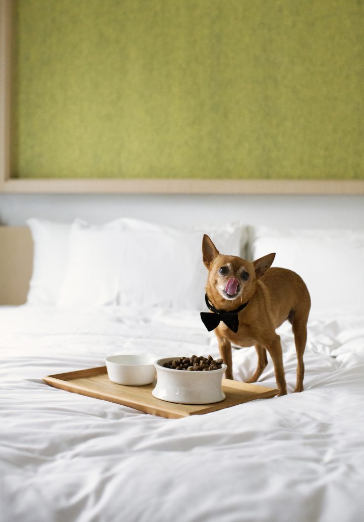 12 Best Pet-Friendly Hotels in Hong Kong for a “Paw-some” Staycation -  Klook Travel Blog