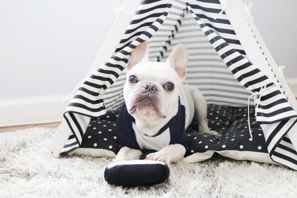 Christmas gift guide 2020: 10 incredibly cute gifts for pets in Hong Kong