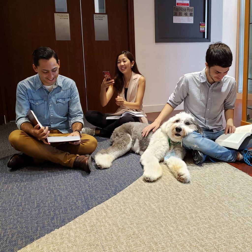 jasper hku therapy dog