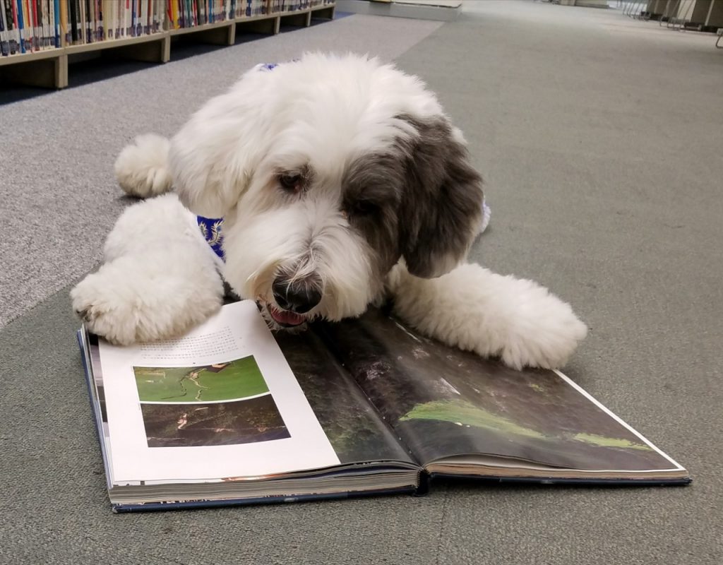 therapy dog jasper hku