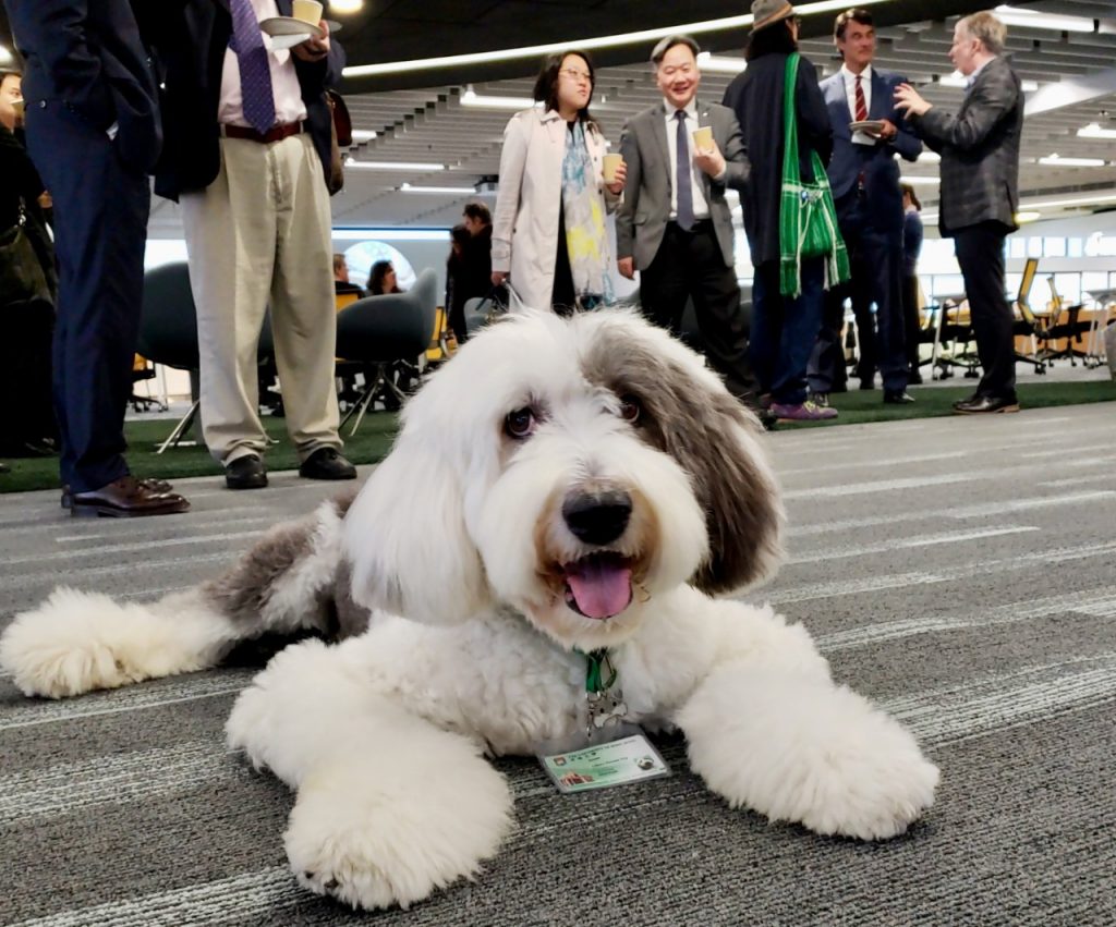 therapy dog jasper hku 3