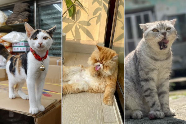 international cat day hong kong cats 2021