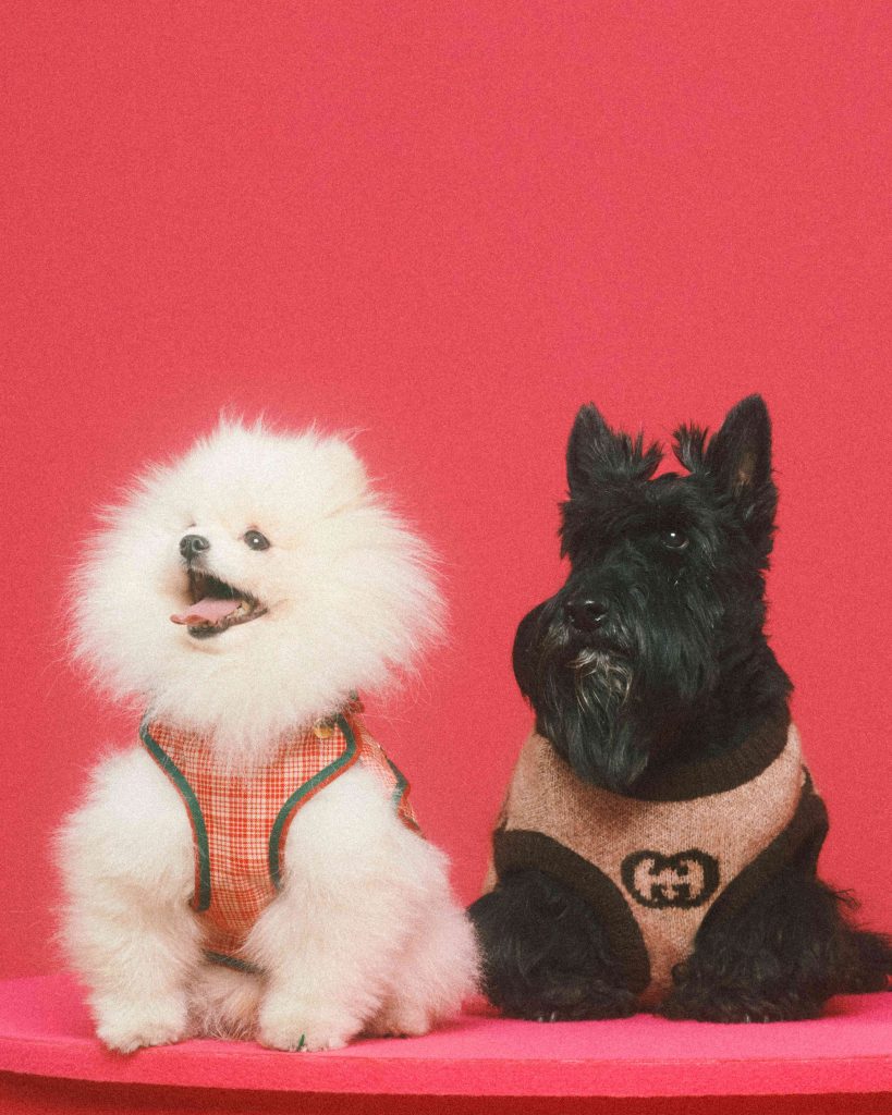 Gucci's new pet collection features $7,500 dog bed and $460 poop
