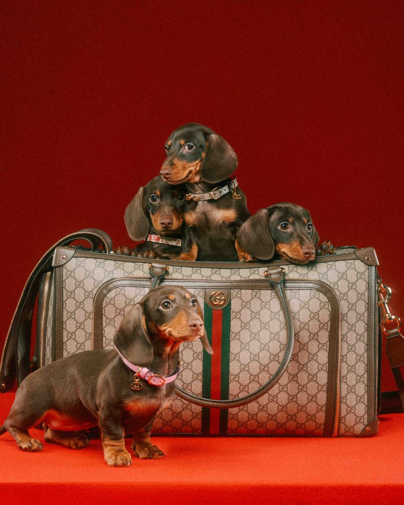 gucci dog bed