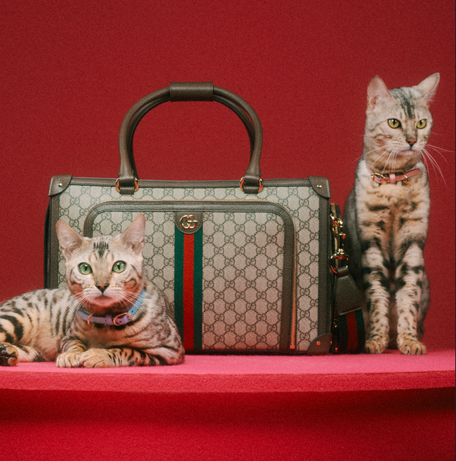 Make Way For Luxury Pet Accessories And Fashion From The Finest Brands In  The Game - Elle India